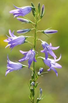 Little bell