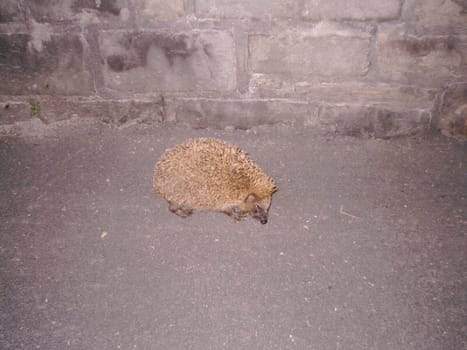 Nocturnal hedgehog
