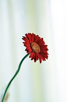 Red Flower