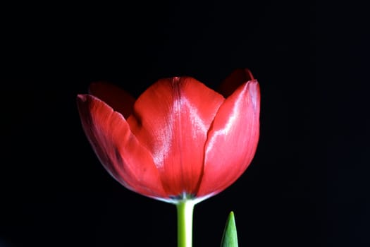 Red tulip