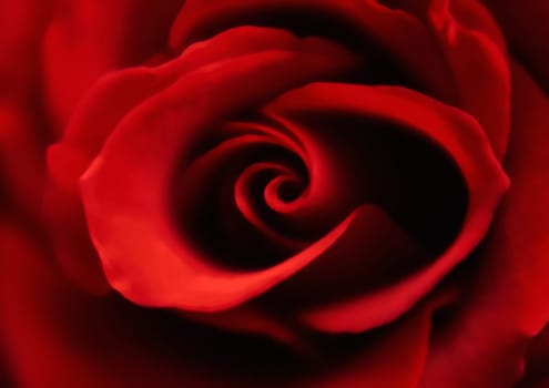 rose without hip without rosehip