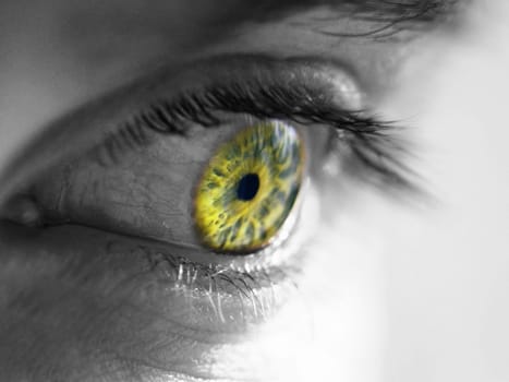 Eye