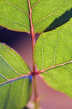 Leaves