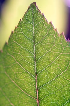 Leaf