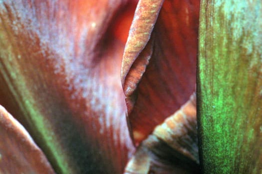 Petal wilted