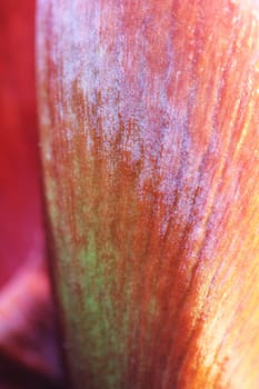 Petal