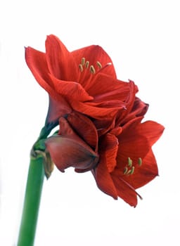 Amarilis