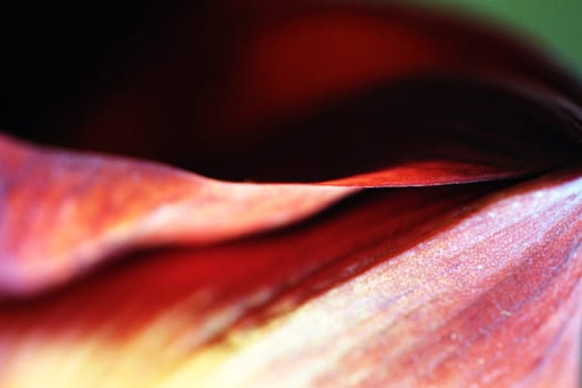 Petal