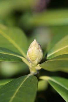 Young bud