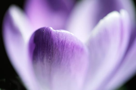 Purple crocus