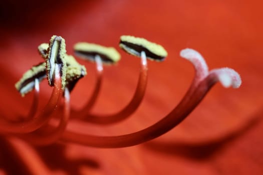 Red bloom