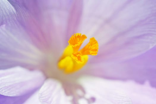 Purple bloom