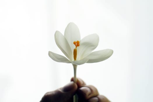 White crocus