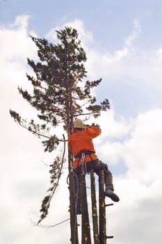 Forestry workers