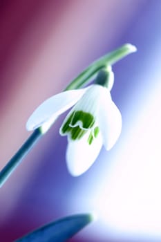 Snowdrop