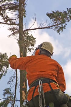 Forestry workers