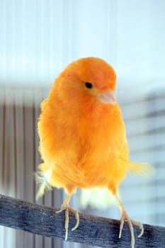 Canary