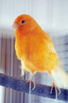 Canary [2]