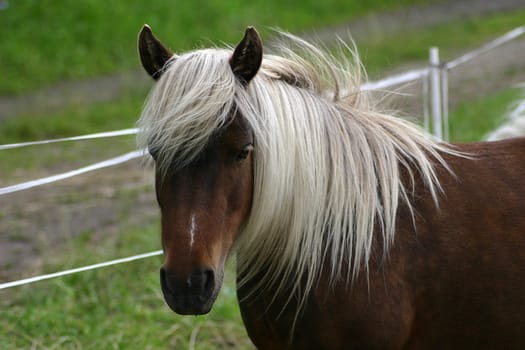Shetty