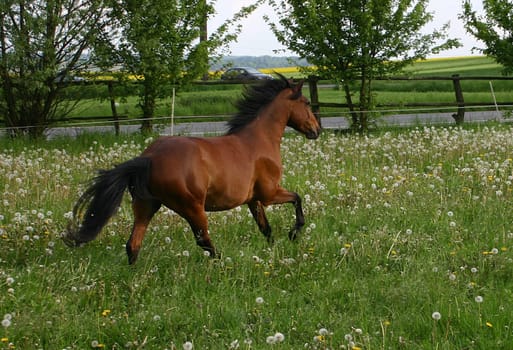 Galloping horse