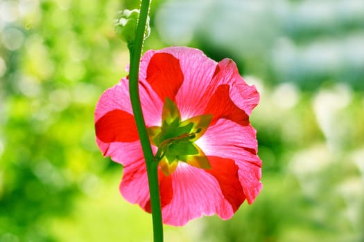 Flower Wheel