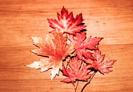 Leaves in autumn