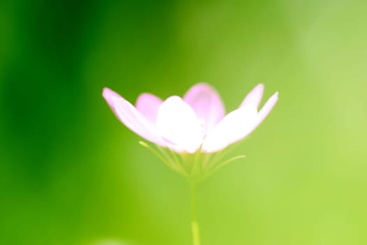 white blossom