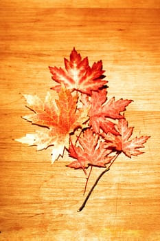 Leaf in autumn