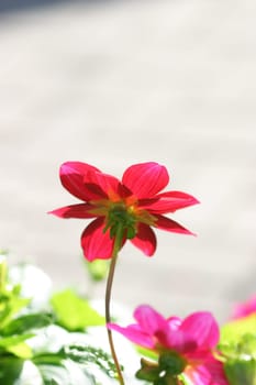 The Red Flower