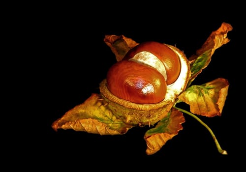 autumnal