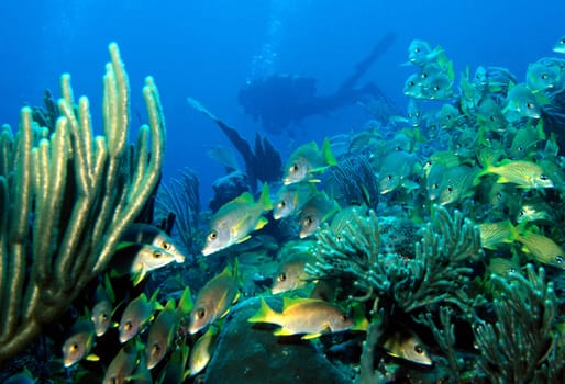 Swarm of snappers with diver