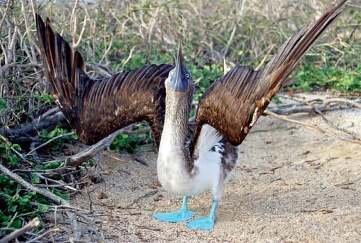 Blue-footed at courtship dance