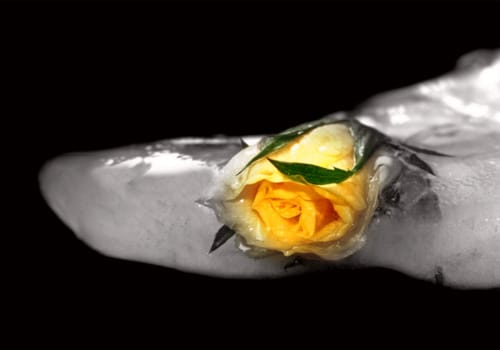 Ice Rose