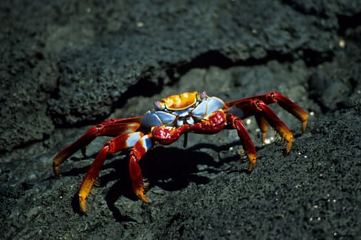 Galápagos shore crab