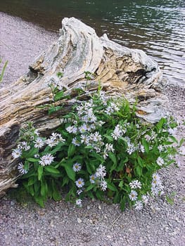 "Flowering tree stump"""