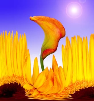 Flowers without food
