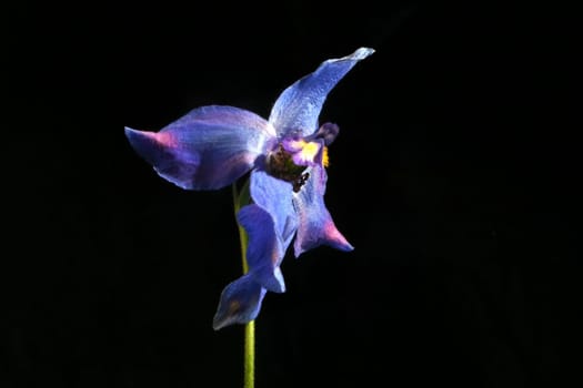 Flower Blue