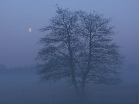 Willow tree in the early morning fog at the blue hour with a setting moon on a meadow in Schleswig-Holstein. Photographed in April 2004 with a Minolta D7i.
