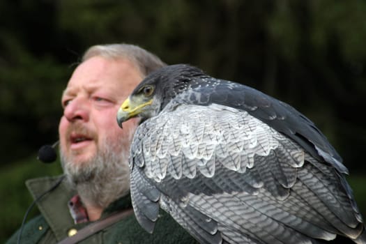 Eagle bird