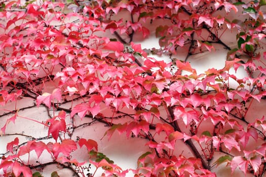 red ivy
