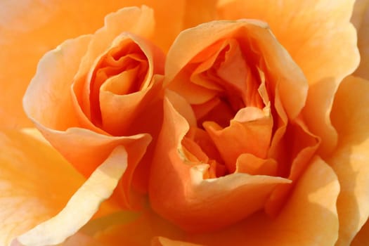 a rare specimen of a rose
