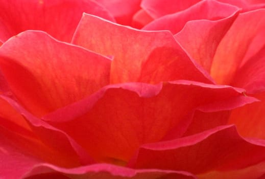 This flower is in " flames """
