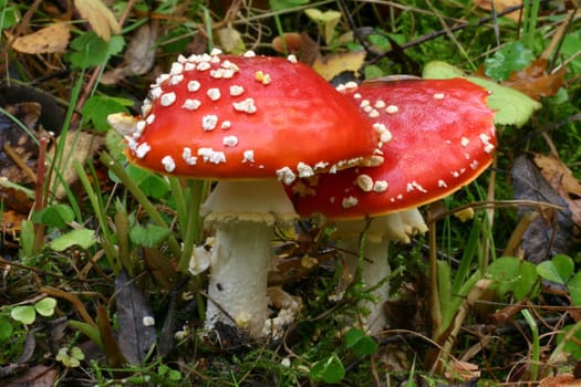 Toxic beauties