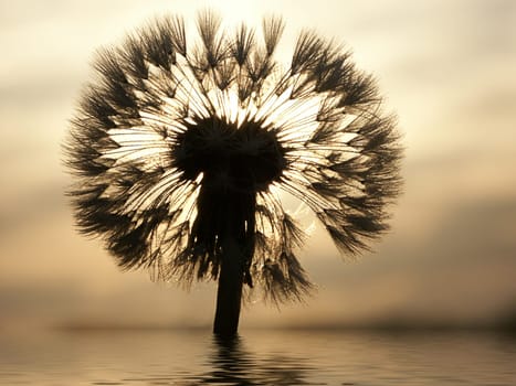 Dandelion in the backlight. Taken in May 2003 with a Minolta D7i