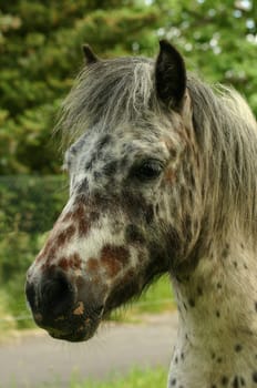 Shetty stallion