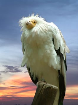 Dirt vulture