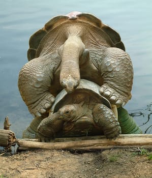 Turtle pairing