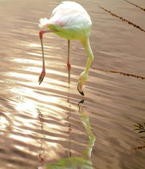 Flamingo