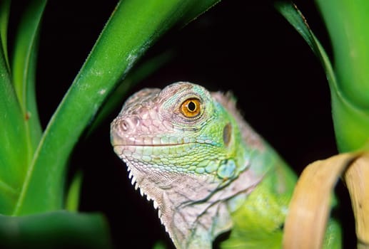 Iguana