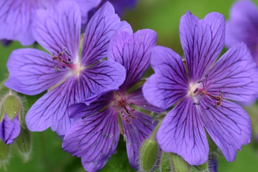 just a blue flower.
